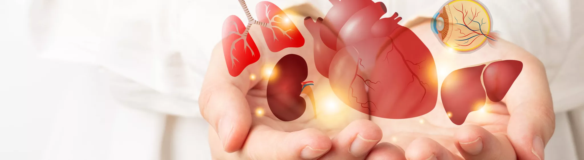 Illustration transplantierbarer Organe + Schriftzug ÖBIG Transplant